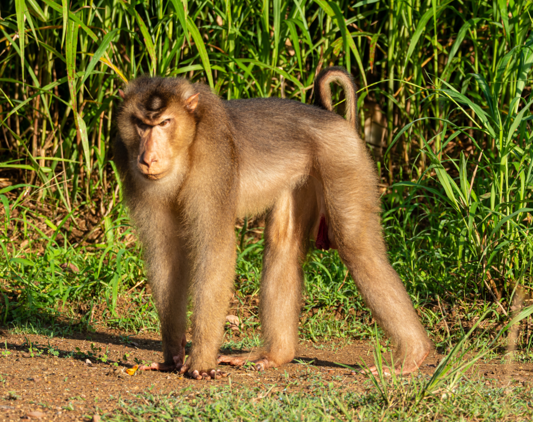 Pig tailed Macaque